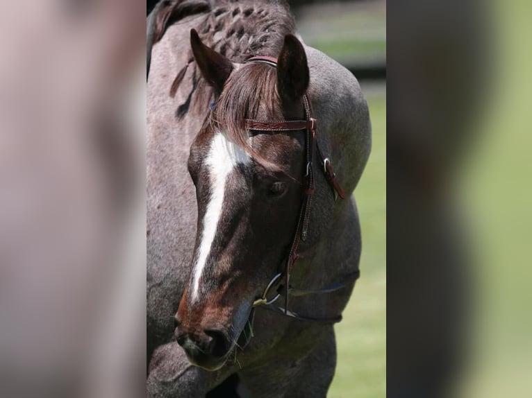 American Quarter Horse Gelding 7 years 15,2 hh Roan-Red in Canyon TX