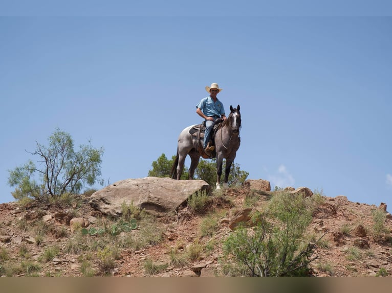 American Quarter Horse Gelding 7 years 15,2 hh Roan-Red in Marshall