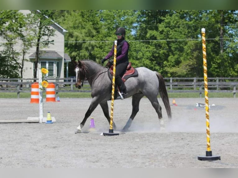 American Quarter Horse Gelding 7 years 15,2 hh Roan-Red in Marshall