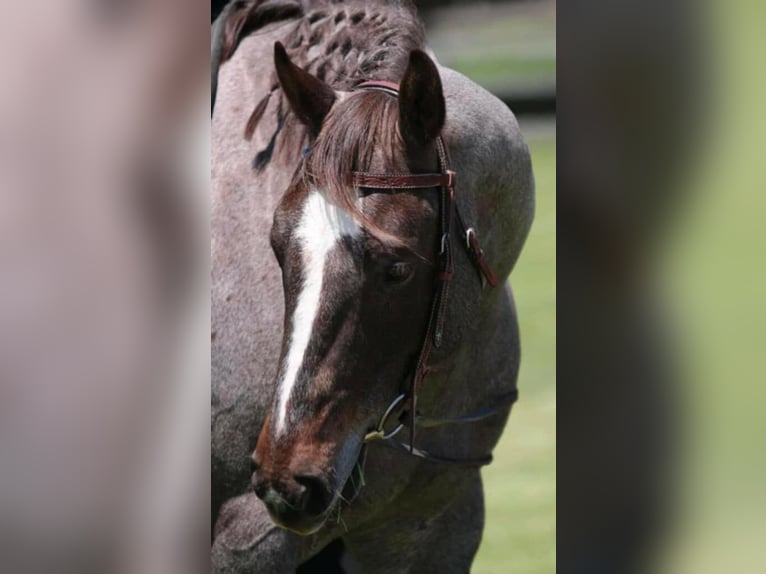 American Quarter Horse Gelding 7 years 15,2 hh Roan-Red in Marshall