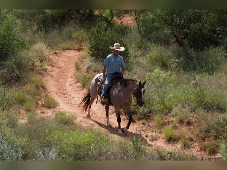 American Quarter Horse Gelding 7 years 15,2 hh Roan-Red in Marshall