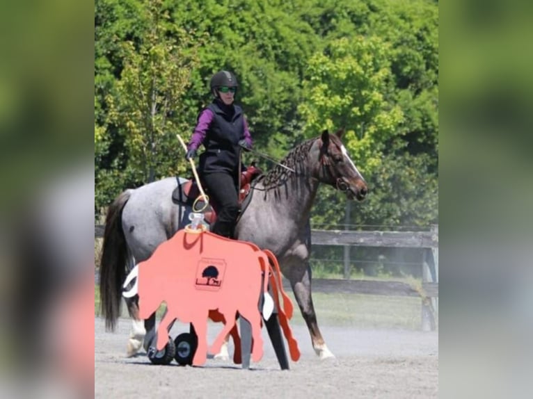 American Quarter Horse Gelding 7 years 15,2 hh Roan-Red in Marshall