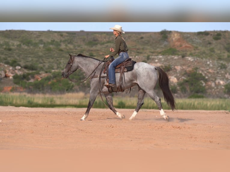 American Quarter Horse Gelding 7 years 15,2 hh Roan-Red in Marshall