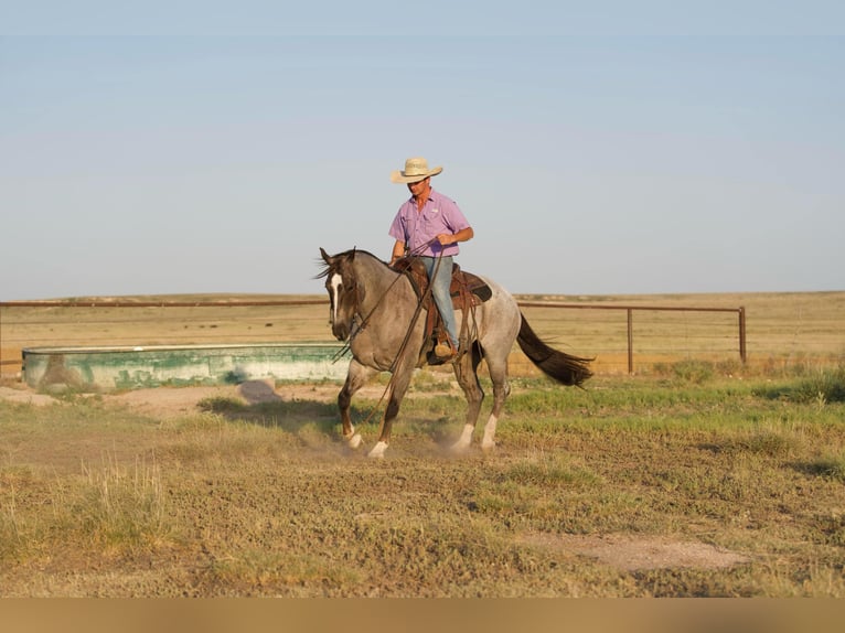 American Quarter Horse Gelding 7 years 15,2 hh Roan-Red in Marshall