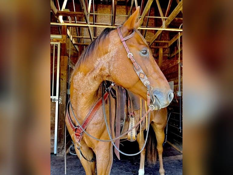 American Quarter Horse Gelding 7 years 15,2 hh Roan-Red in Northfield