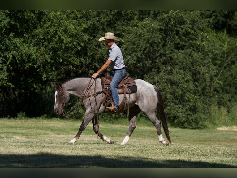 American Quarter Horse Gelding 7 years 15,2 hh Roan-Red in Canyon TX