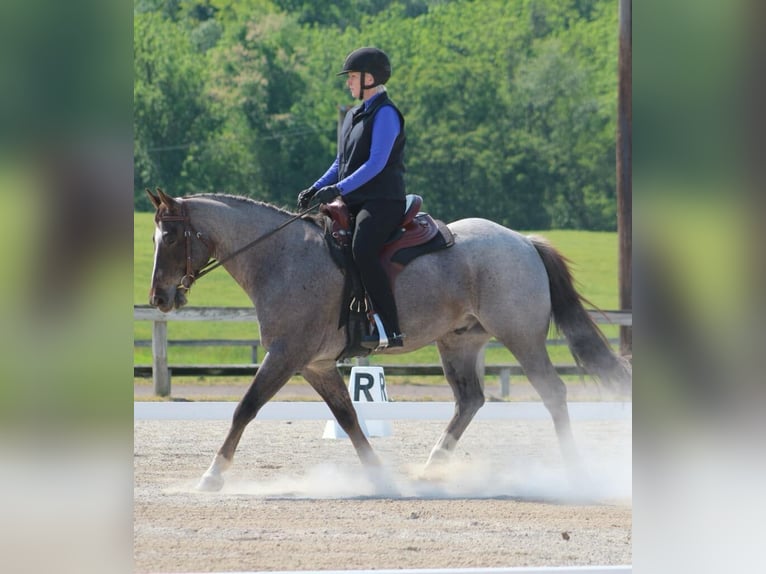 American Quarter Horse Gelding 7 years 15,2 hh Roan-Red in Canyon TX