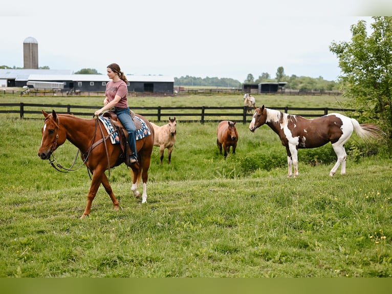 American Quarter Horse Gelding 7 years 15,2 hh Sorrel in Dalton