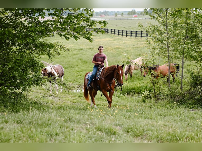 American Quarter Horse Gelding 7 years 15,2 hh Sorrel in Dalton