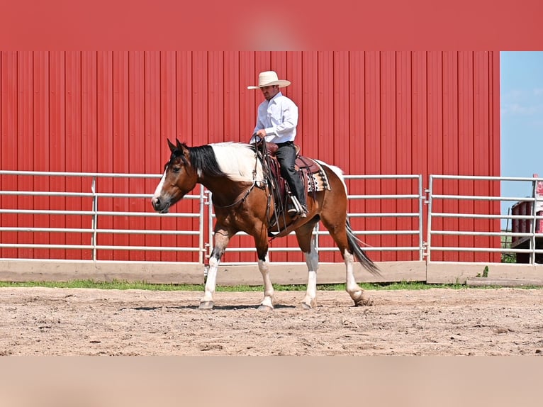 American Quarter Horse Gelding 7 years 15,2 hh Tobiano-all-colors in Fairbank IA