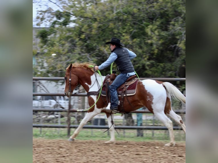 American Quarter Horse Gelding 7 years 15,2 hh Tobiano-all-colors in Breckenridge TX