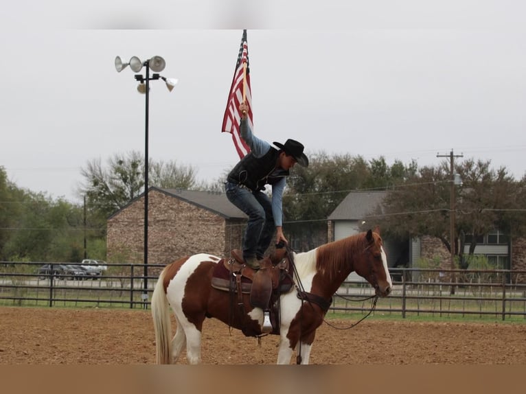 American Quarter Horse Gelding 7 years 15,2 hh Tobiano-all-colors in Breckenridge TX