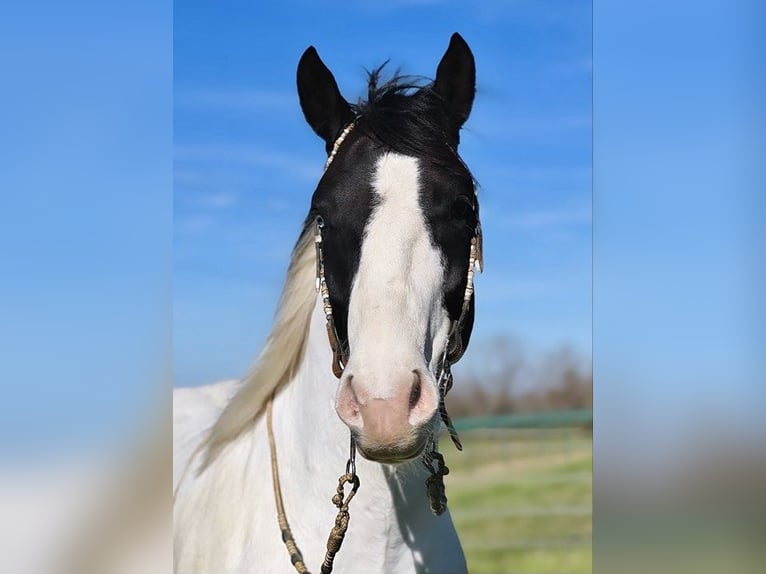 American Quarter Horse Gelding 7 years 15,2 hh Tobiano-all-colors in Stephenville TX