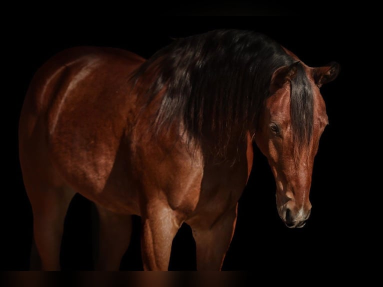 American Quarter Horse Gelding 7 years 15.3 hh Bay in Saginaw