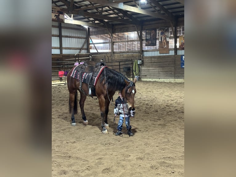 American Quarter Horse Gelding 7 years 15.3 hh Bay in Saginaw