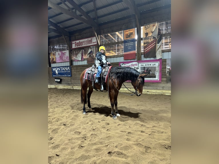 American Quarter Horse Gelding 7 years 15.3 hh Bay in Saginaw