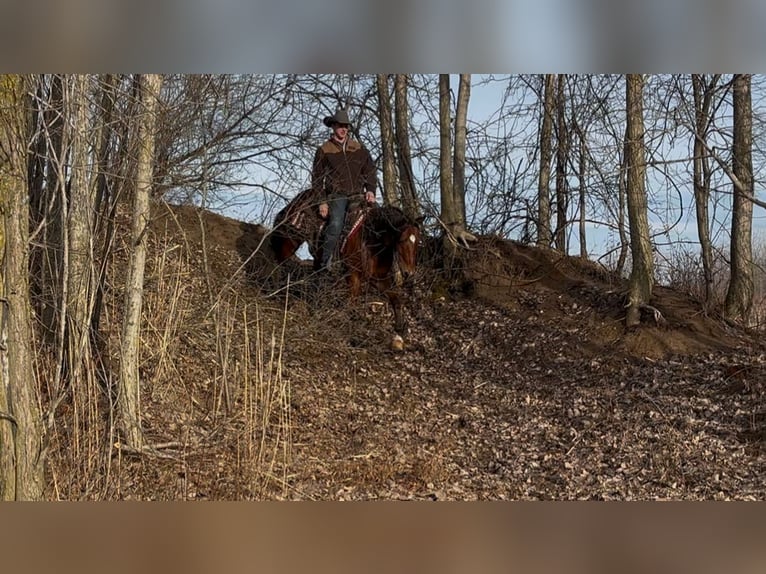 American Quarter Horse Gelding 7 years 15.3 hh Bay in Saginaw