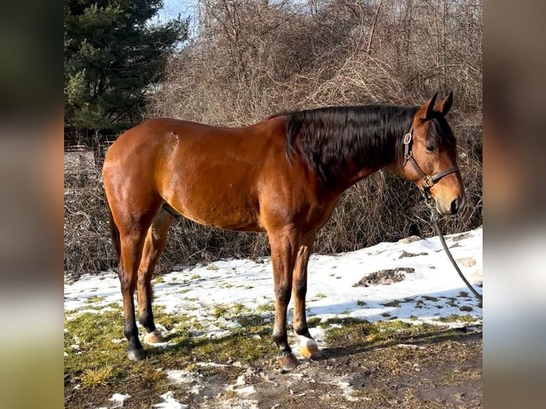 American Quarter Horse Gelding 7 years 15.3 hh Bay in Saginaw