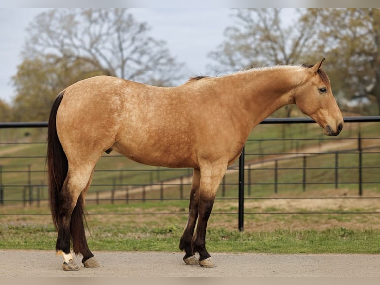 American Quarter Horse Gelding 7 years 15.3 hh Buckskin in Batesville