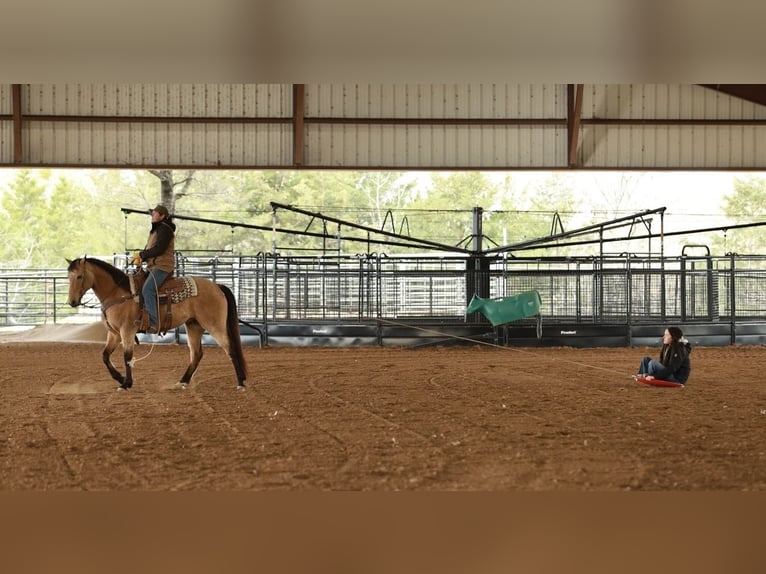 American Quarter Horse Gelding 7 years 15.3 hh Buckskin in Batesville