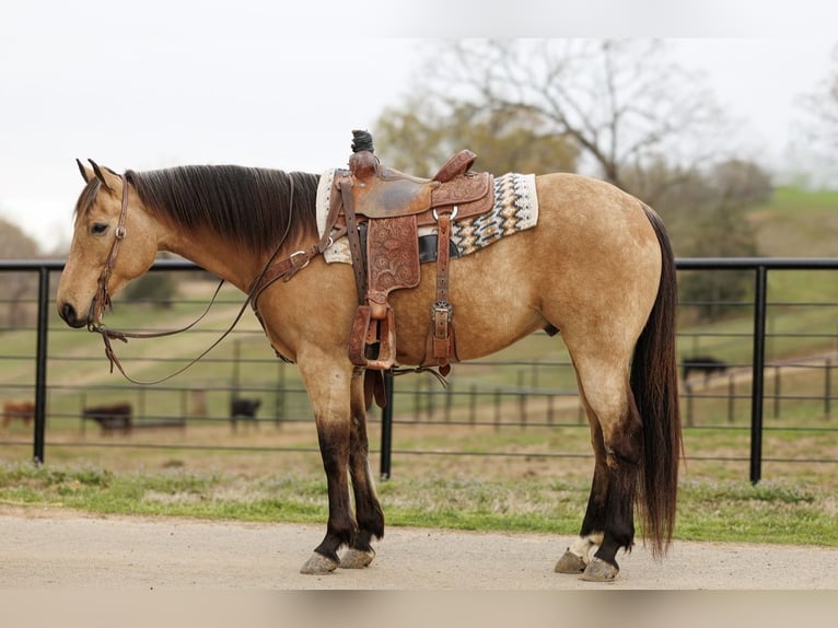 American Quarter Horse Gelding 7 years 15.3 hh Buckskin in Batesville