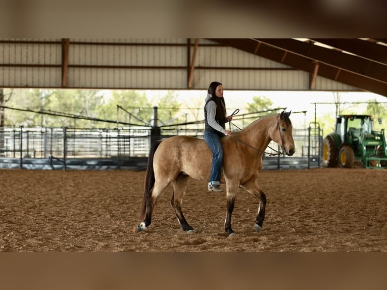 American Quarter Horse Gelding 7 years 15.3 hh Buckskin in Batesville