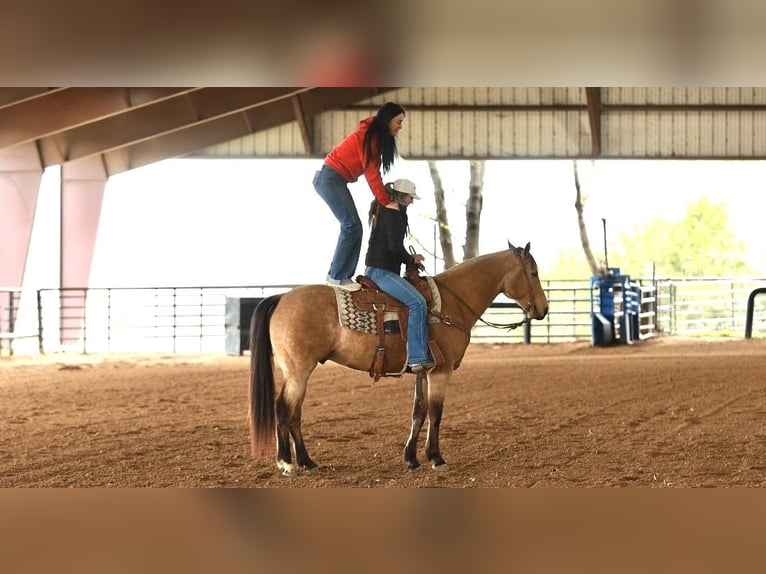 American Quarter Horse Gelding 7 years 15.3 hh Buckskin in Batesville
