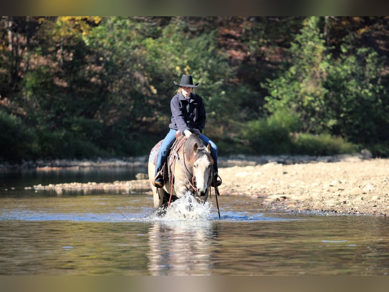 American Quarter Horse Gelding 7 years 15,3 hh Buckskin in Clarion
