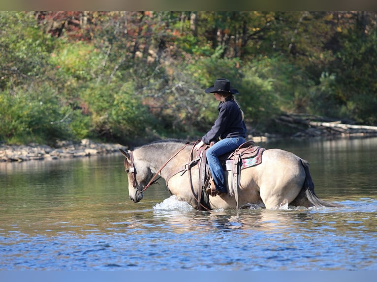 American Quarter Horse Gelding 7 years 15,3 hh Buckskin in Clarion