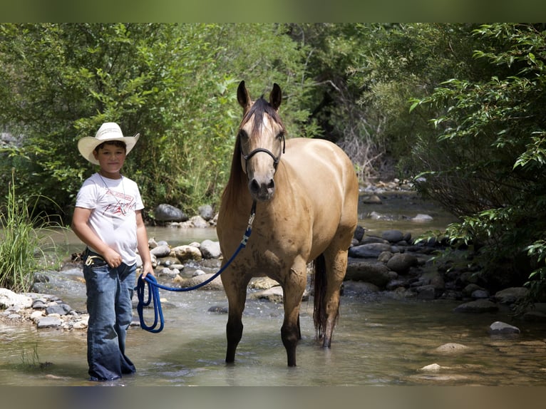 American Quarter Horse Gelding 7 years 15,3 hh Buckskin in Tonopah