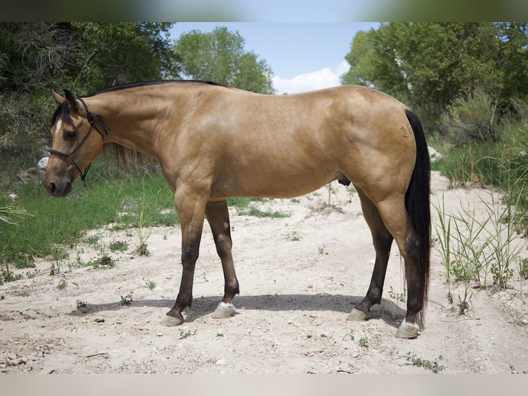 American Quarter Horse Gelding 7 years 15,3 hh Buckskin in Tonopah
