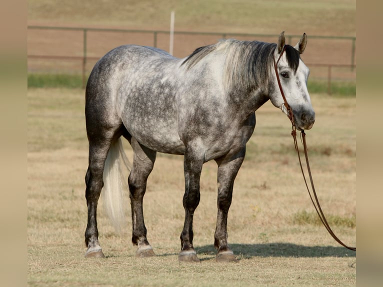 Quarter Horse - Dapple Grey