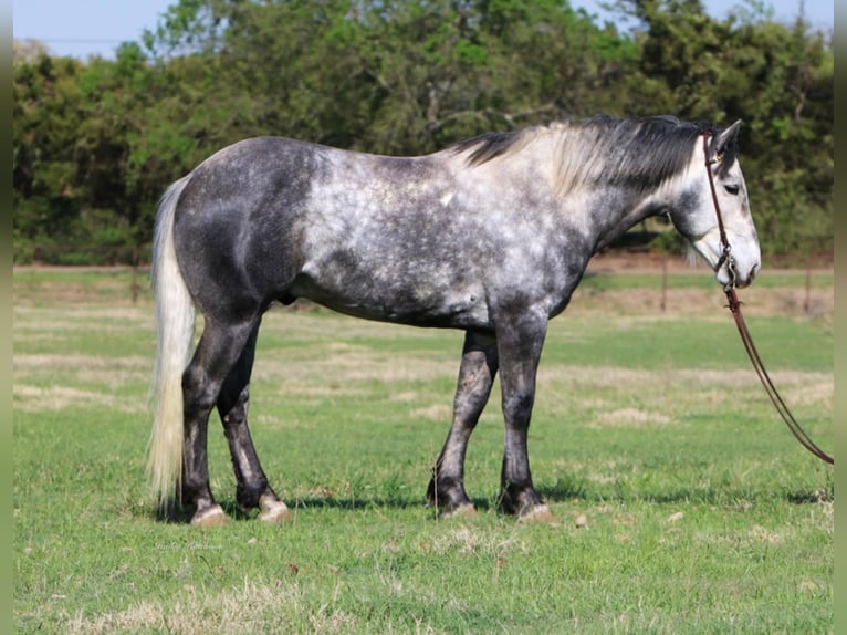 American Quarter Horse Gelding 7 years 15,3 hh Gray-Dapple in Joshua TX