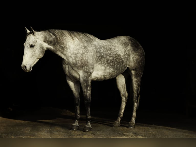 American Quarter Horse Gelding 7 years 15.3 hh Grey in Quitman