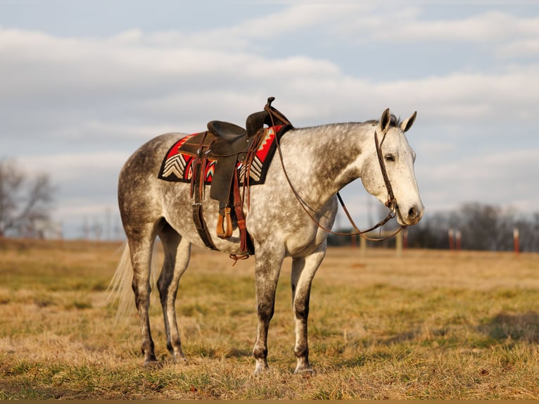American Quarter Horse Gelding 7 years 15.3 hh Grey in Quitman