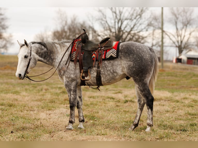 American Quarter Horse Gelding 7 years 15.3 hh Grey in Quitman