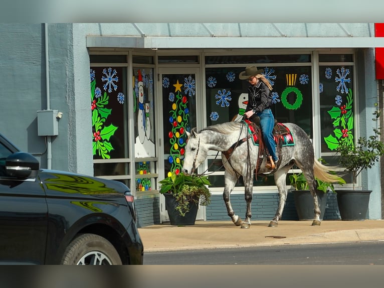American Quarter Horse Gelding 7 years 15.3 hh Grey in Quitman