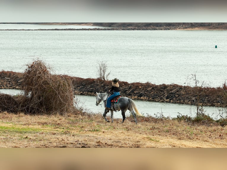 American Quarter Horse Gelding 7 years 15.3 hh Grey in Quitman