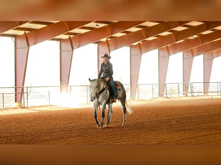 American Quarter Horse Gelding 7 years 15.3 hh Grey in Quitman