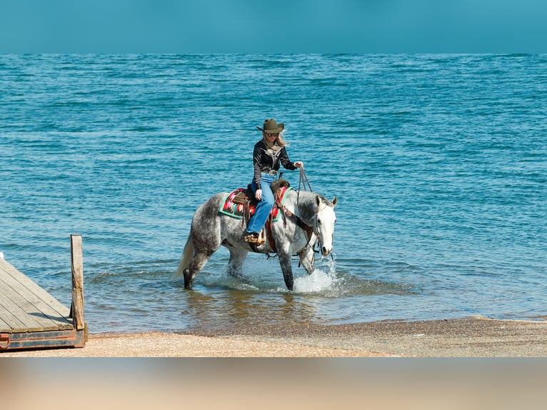 American Quarter Horse Gelding 7 years 15.3 hh Grey in Quitman