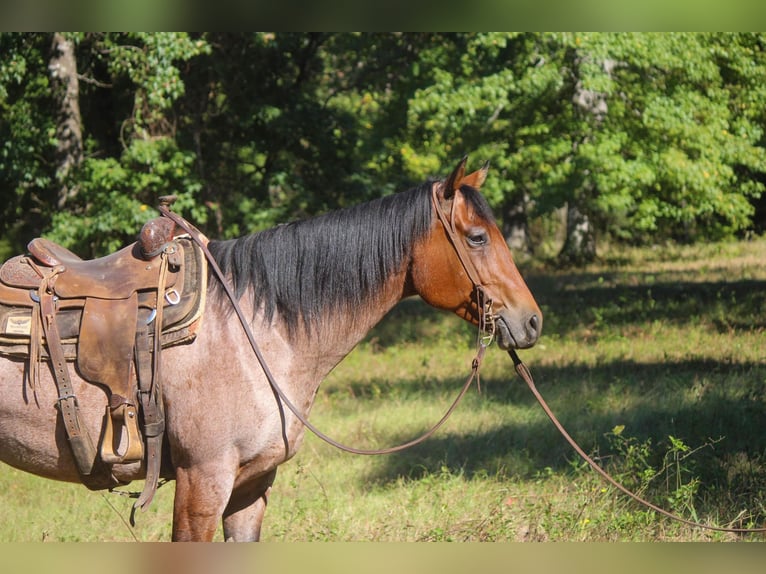 American Quarter Horse Gelding 7 years 15,3 hh Roan-Bay in Rusk, TX