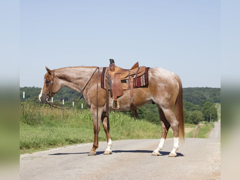 American Quarter Horse Gelding 7 years 15,3 hh Roan-Red in Purdy, MO