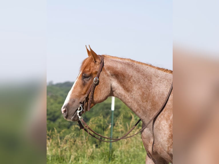 American Quarter Horse Gelding 7 years 15,3 hh Roan-Red in Purdy, MO