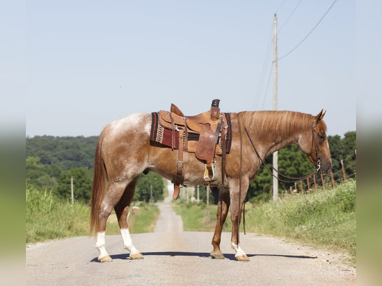 American Quarter Horse Gelding 7 years 15,3 hh Roan-Red in Purdy, MO