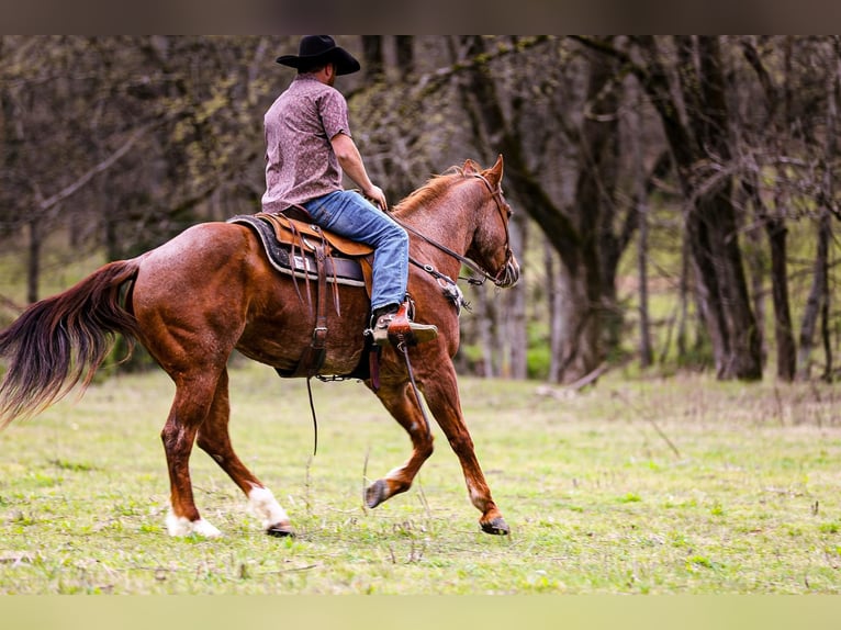 American Quarter Horse Gelding 7 years 15,3 hh Roan-Red in Santa Fe. TN