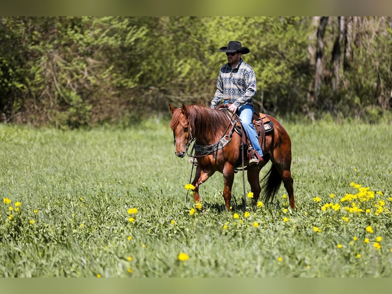 American Quarter Horse Gelding 7 years 15,3 hh Roan-Red in Santa Fe. TN