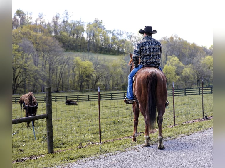 American Quarter Horse Gelding 7 years 15,3 hh Roan-Red in Santa Fe. TN