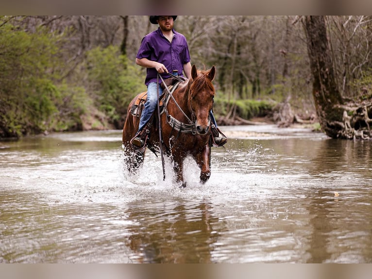 American Quarter Horse Gelding 7 years 15,3 hh Roan-Red in Santa Fe. TN