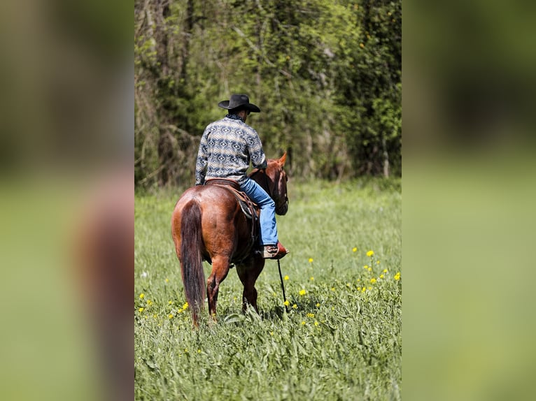 American Quarter Horse Gelding 7 years 15,3 hh Roan-Red in Santa Fe. TN