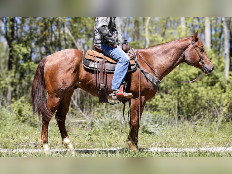 American Quarter Horse Gelding 7 years 15,3 hh Roan-Red in Santa Fe. TN